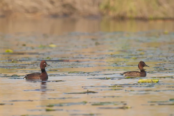 Ferruginous ördeği — Stok fotoğraf