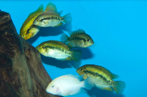 Groupe de Cichlidés en Aquarium — Photo