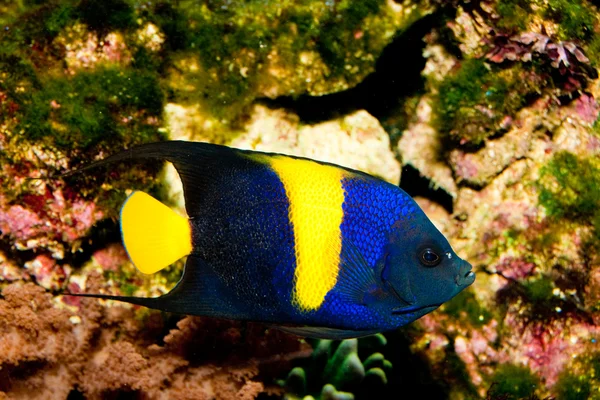 Asfur Angelfish (Pomacanthus asfur) in Aquarium — Stock Photo, Image