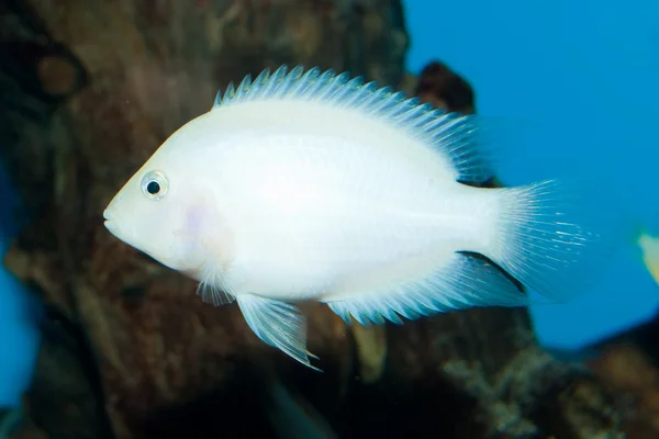 Albino fegyenc sügér (Amatitlania nigrofasciata) — Stock Fotó