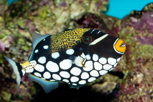 Clown Triggerfish in Aquarium — Stock Photo, Image