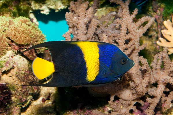 Asfur Vitorláshal (bársony asfur) akvárium — Stock Fotó