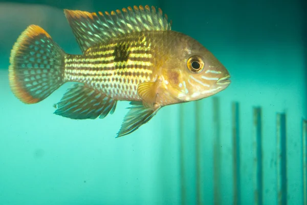 Groene terreur cichlid in aquarium — Stockfoto