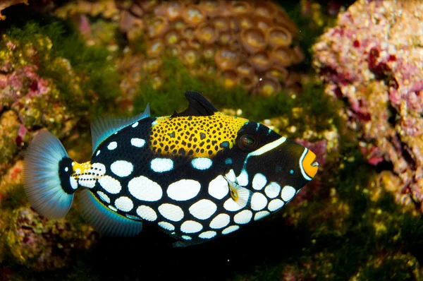 Clown Triggerfish in Aquarium — Stock Photo, Image