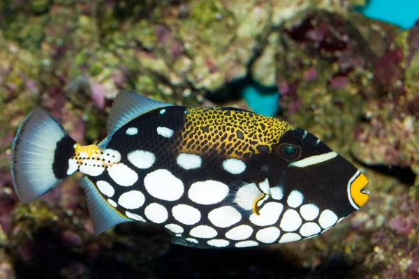Clown Triggerfish in Aquarium Stock Photo