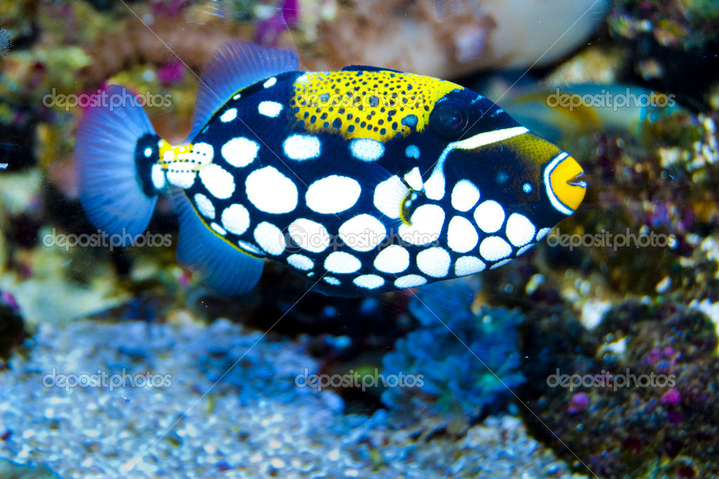 Triggerfish clown en aquarium — Photographie Iliuta © 14138825