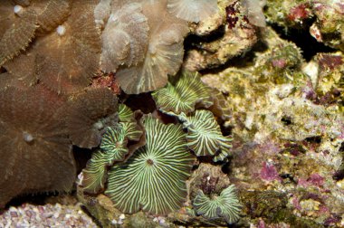 düğme polipler akvaryum