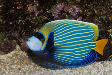 İmparator melek balığı (pomacanthus imperator)