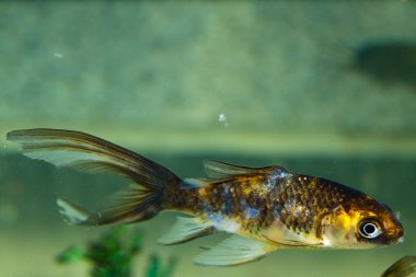 kuyruklu yıldız goldfish akvaryum