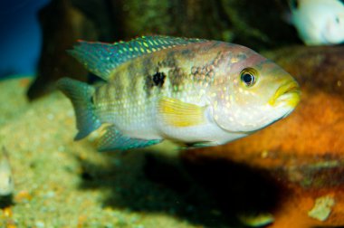 jack Dempsey Çiklit