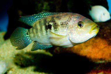 jack Dempsey Çiklit