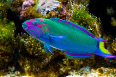 lyretail wrasse mercan manzara önünde