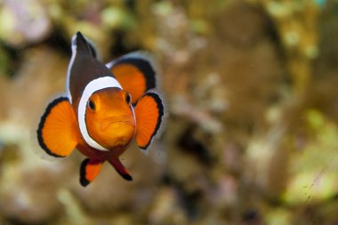 palyaço balığı akvaryum