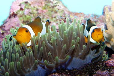 Clown Fish in Anemone clipart