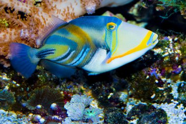 Picasso Triggerfish