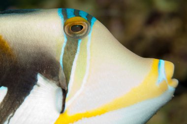 Picasso Triggerfish