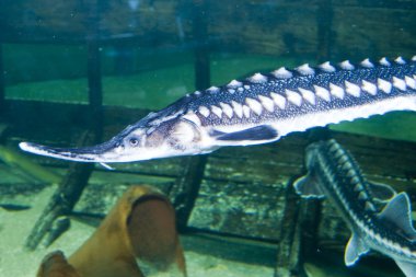 Beluga, Avrupa mersin balığı