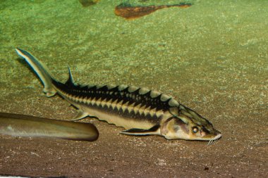 Beluga, Avrupa mersin balığı