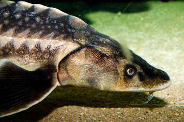 Beluga, Avrupa mersin balığı