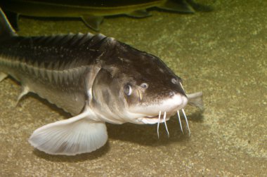 Beluga, Avrupa mersin balığı (huso huso)