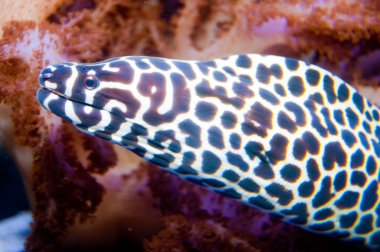 tessalata yılan balığı akvaryum