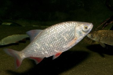 Rudd (Scardinius erythrophthalmus)