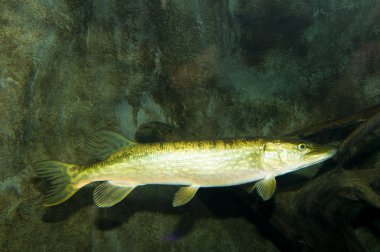 Pike (Esox lucius)