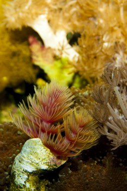 Sarı protula solucan