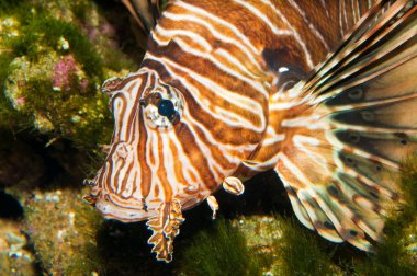 Volitan (araç) lionfish akvaryum
