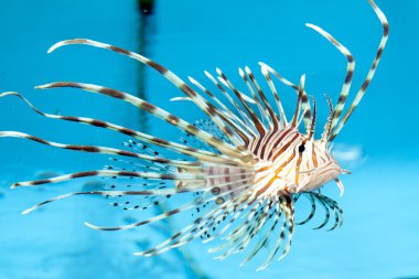 Volitan (araç) lionfish görüntüleme