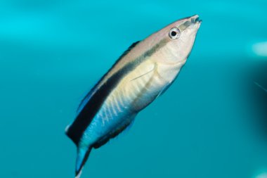 Mavi grev temizleyici wrasse