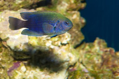 Anthias peces de acuario