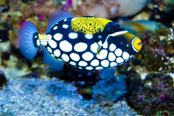 Bohóc Íjhalfélék akvárium — Stock Fotó