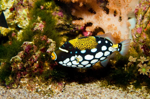 Clown Triggerfish in Aquarium — Stock Photo, Image