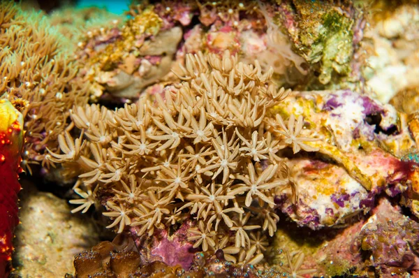 Soft Star Coral in Aquarium — Stock Photo, Image