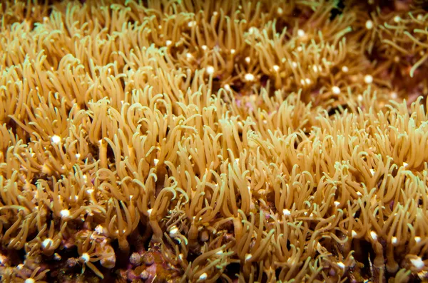 Anemone Field in Aquarium — Stock Photo, Image