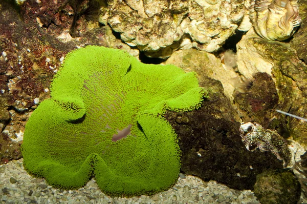 Yeşil halı anemon — Stok fotoğraf
