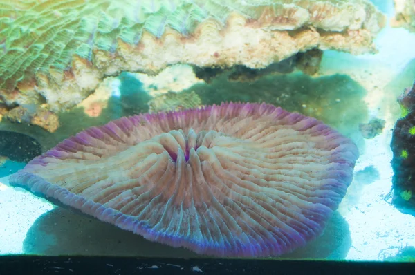 White Coral in Aquarium — Stock Photo, Image
