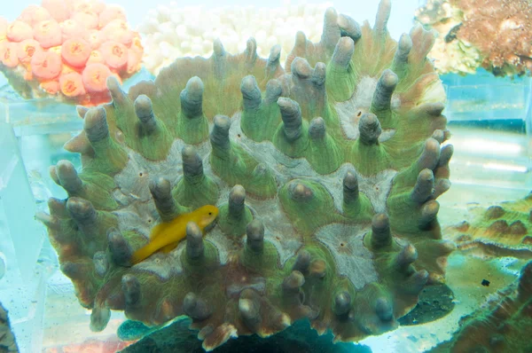 Coral in Aquarium — Stock Photo, Image