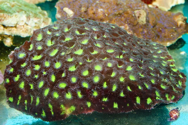 Closed Pinapple, Closed Brain, Honeycomb Coral — Stock Photo, Image