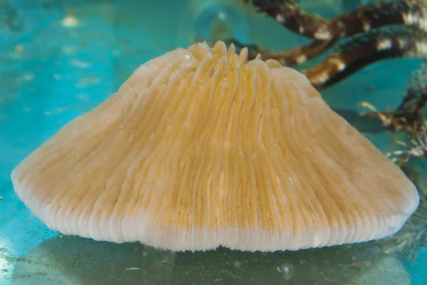 White Coral in Aquarium — Stock Photo, Image