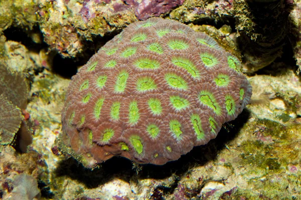 Closed Pinapple, Closed Brain, Honeycomb Coral in Aquarium — Stock Photo, Image