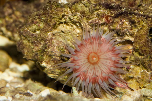 Anemone in Aquarium — Stock Photo, Image