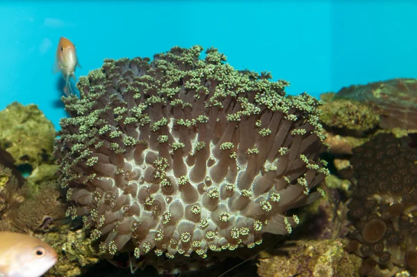 Coral in Aquarium — Stock Photo, Image