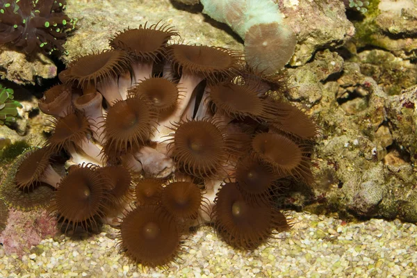 Cogumelos Coral em Aquário — Fotografia de Stock