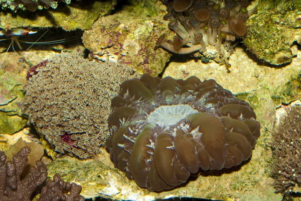 Green Coral in Aquarium — Stock Photo, Image