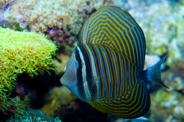 Desjardini sailfin tang akvaryum — Stok fotoğraf