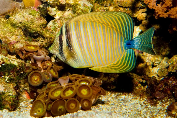 Desjardini sailfin tang im Aquarium — Stockfoto