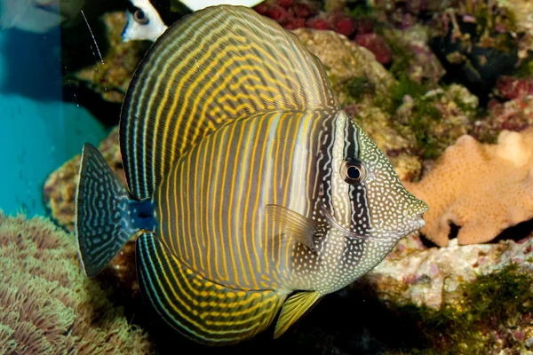 Desjardini Sailfin Tang in Aquarium — Stockfoto