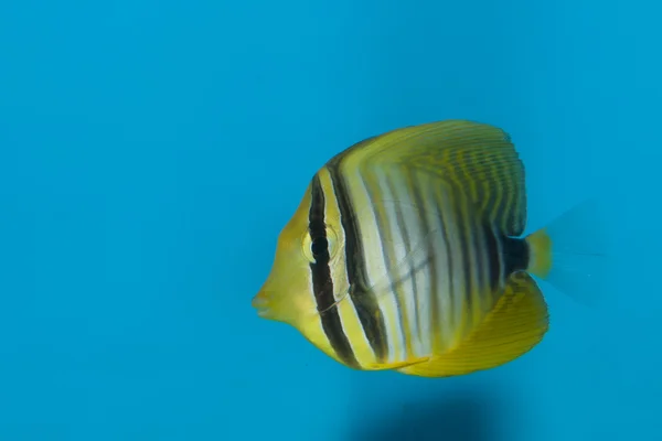 Desjardini Sailfin Tang in Aquarium — Stock Photo, Image